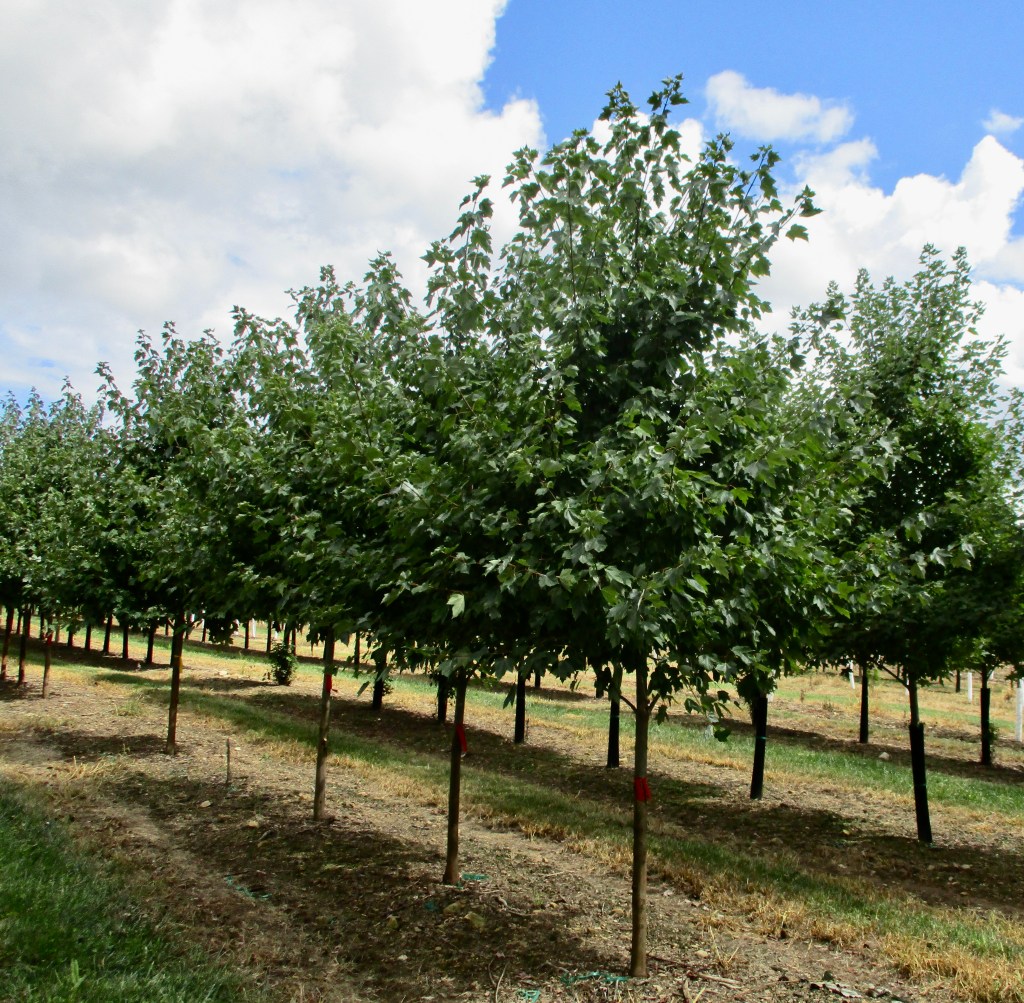 From our Nursery to Your Yard.